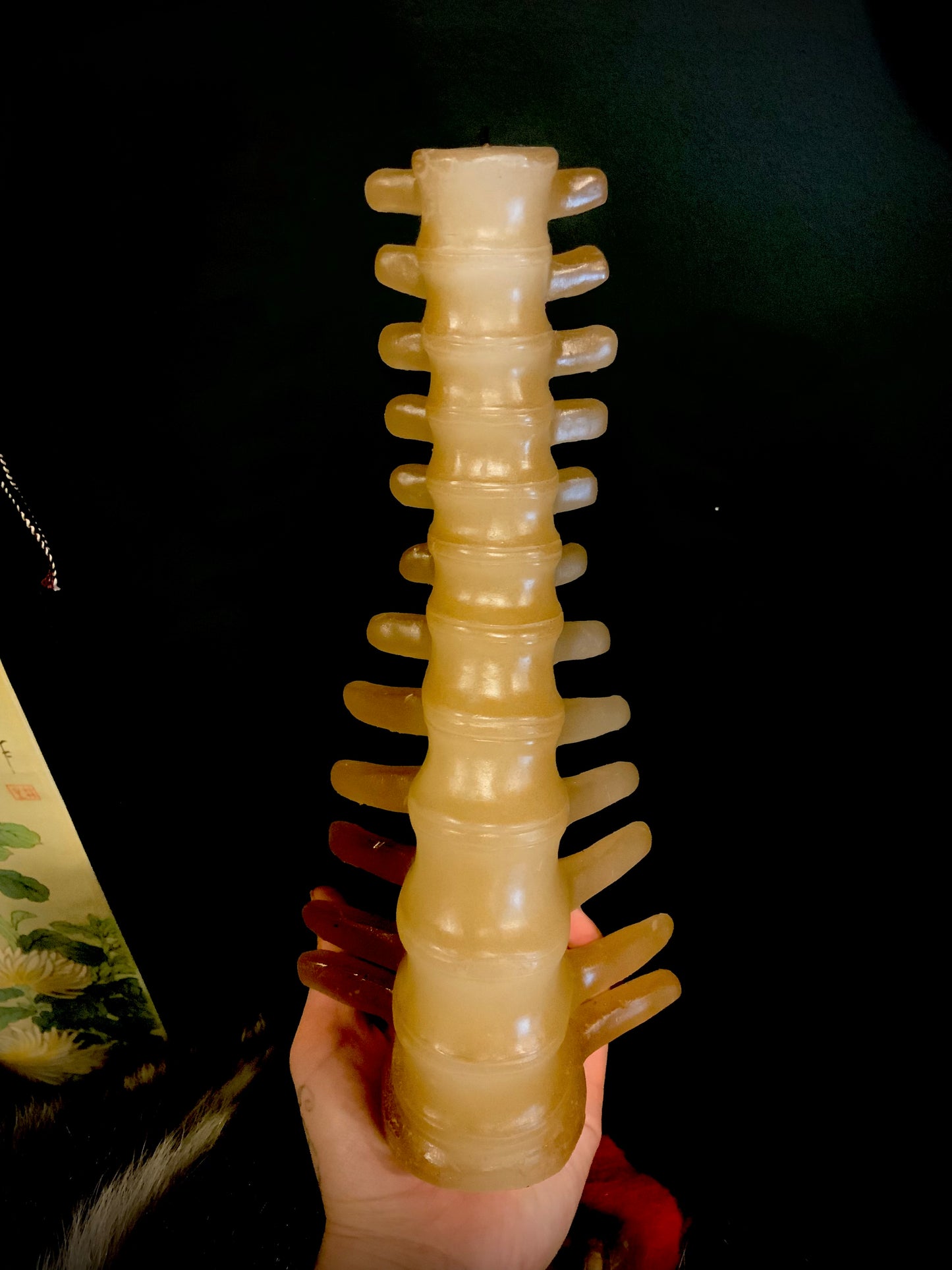 Human spine / vertebra candle