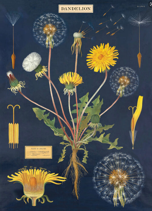 Dandelion print