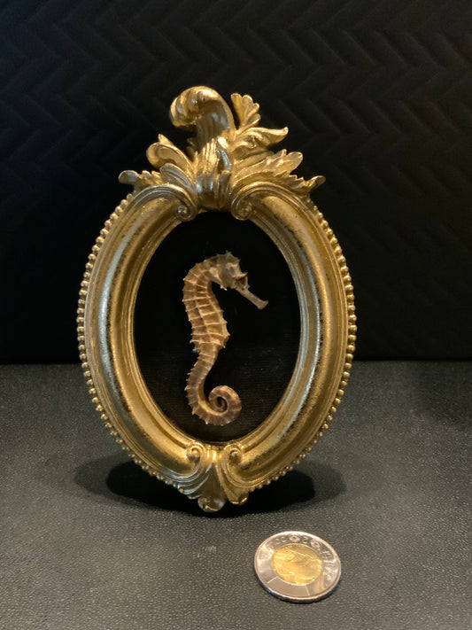 Real seahorse in frame