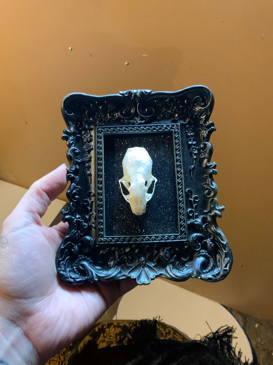 Mink skull in frame