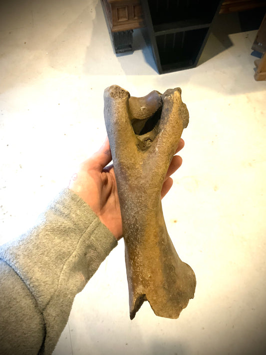 Pleistocene bison bone