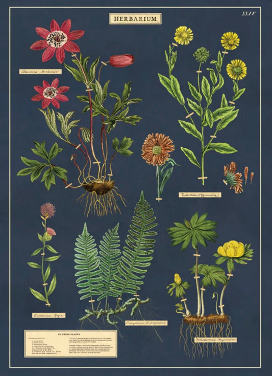Herbarium print 19x27 inchs