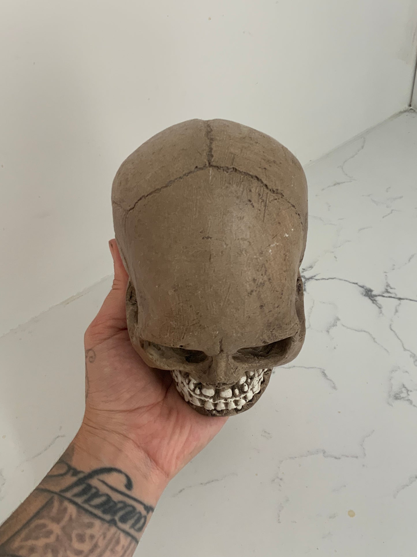 infant skull cast replica