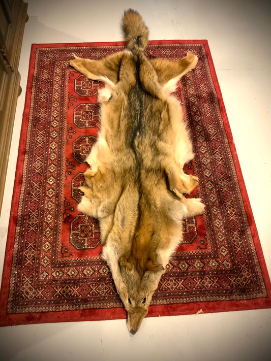 Coyote pelt
