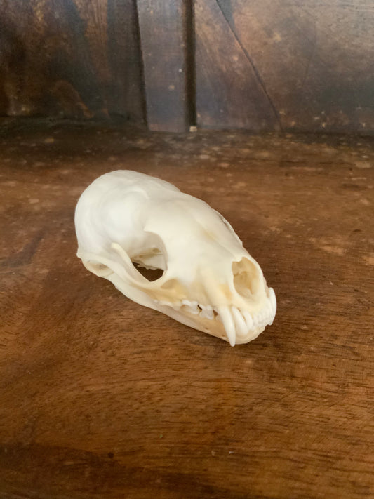 Marten skull