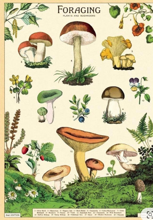 Mushroom print 19x27 inchs