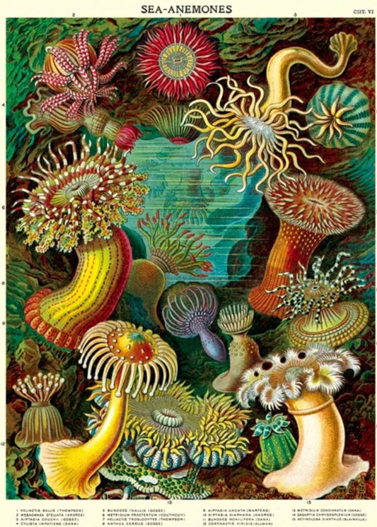 Anemone print 27x19 inchs