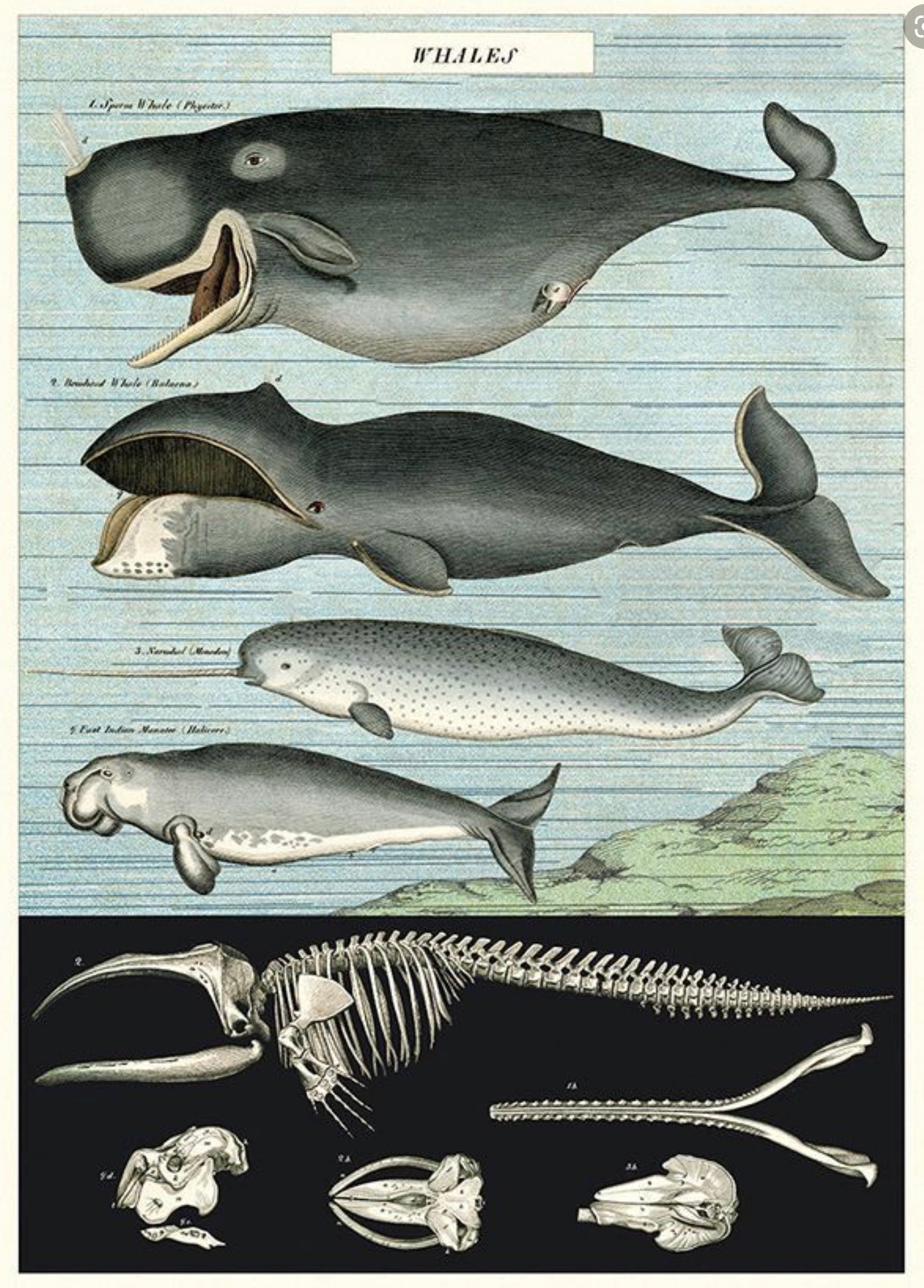 Whale print