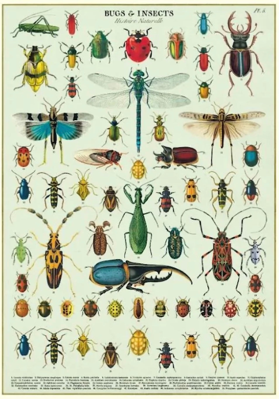 Bugs & insects print 19x27 inchs