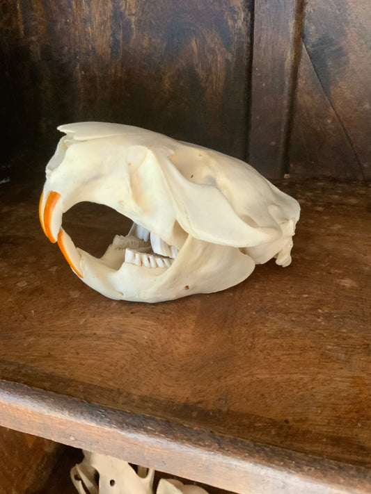 Beaver skull