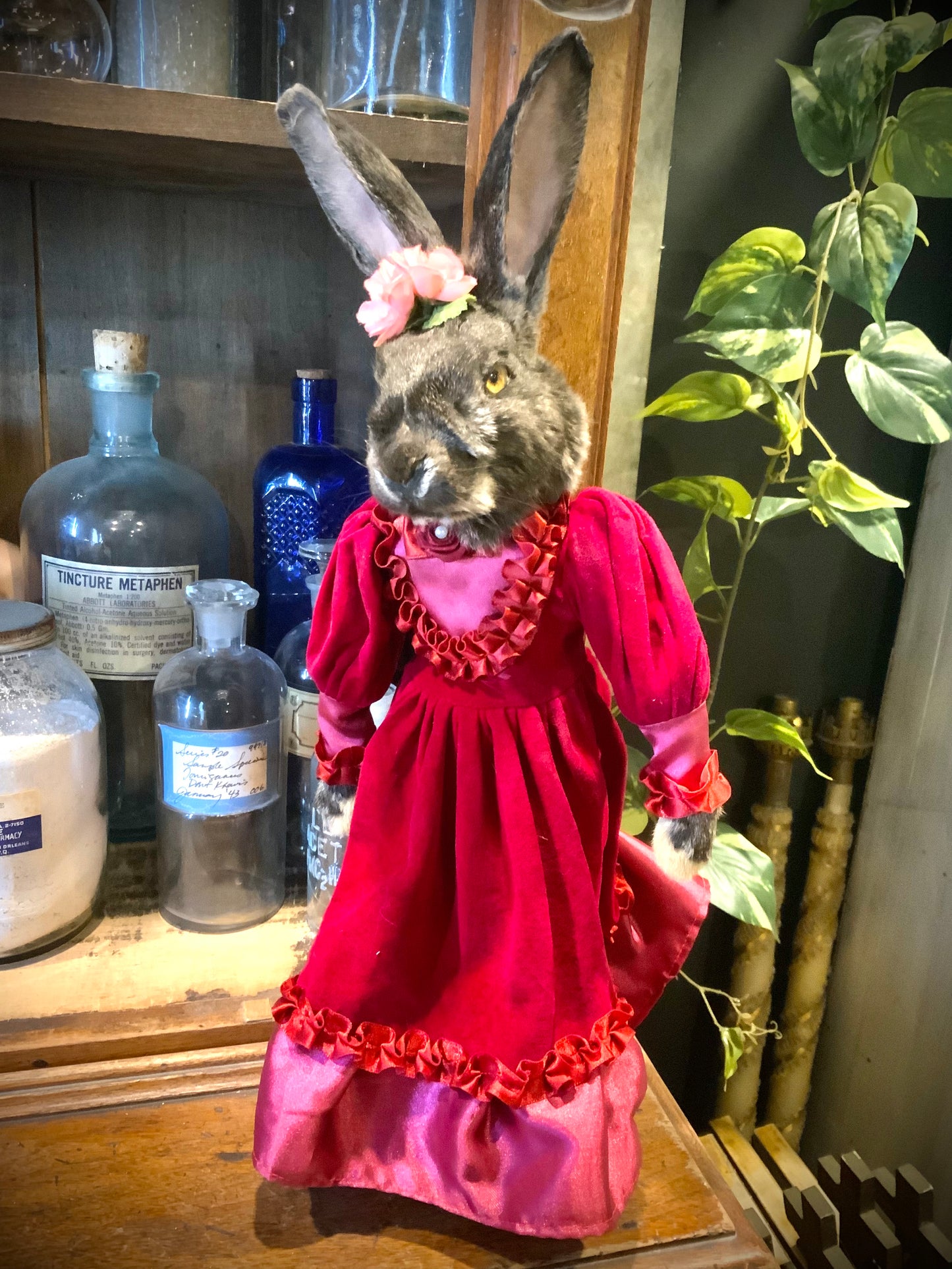 Rabbit doll taxidermy