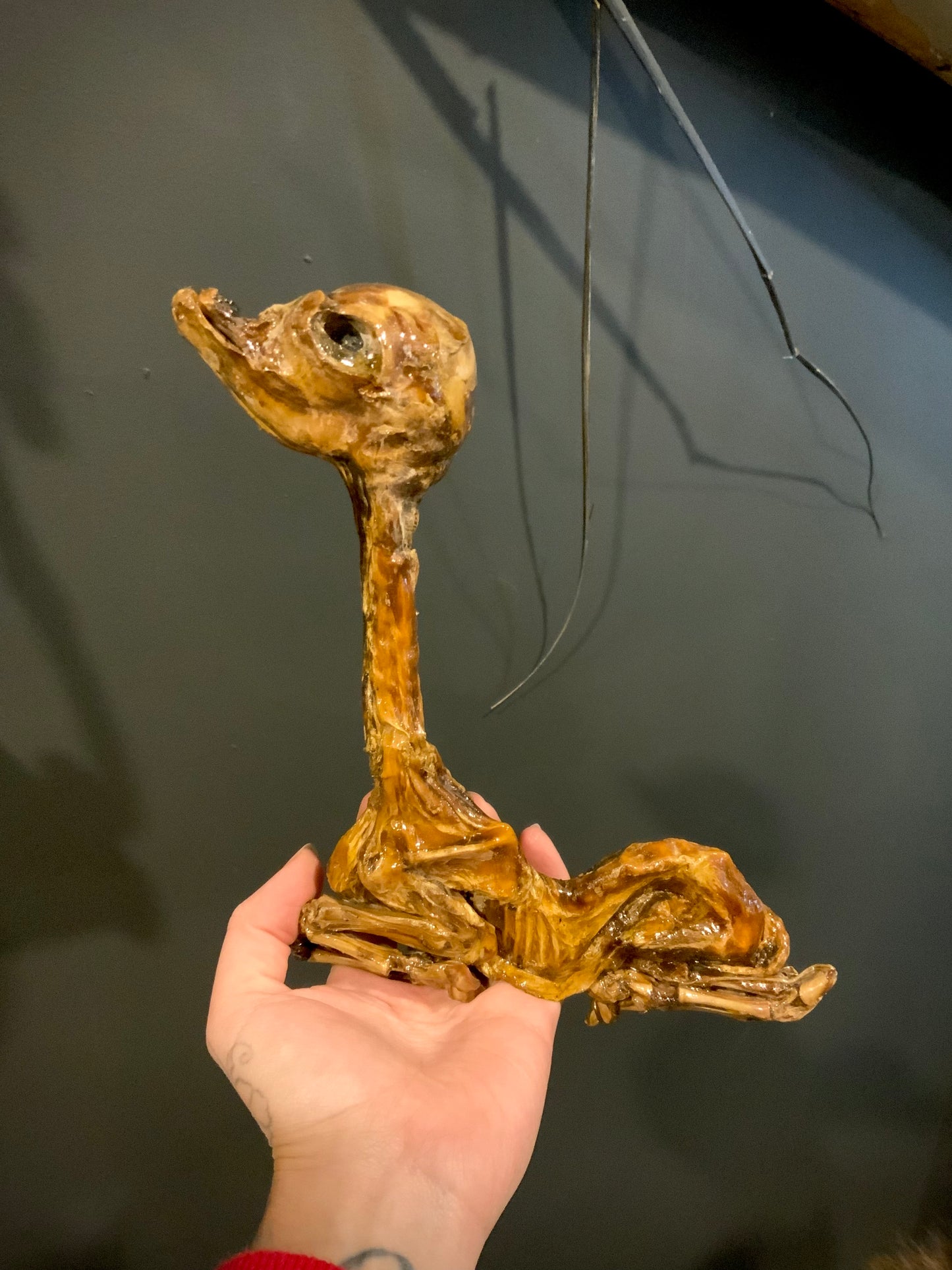 Mummified fetal lama