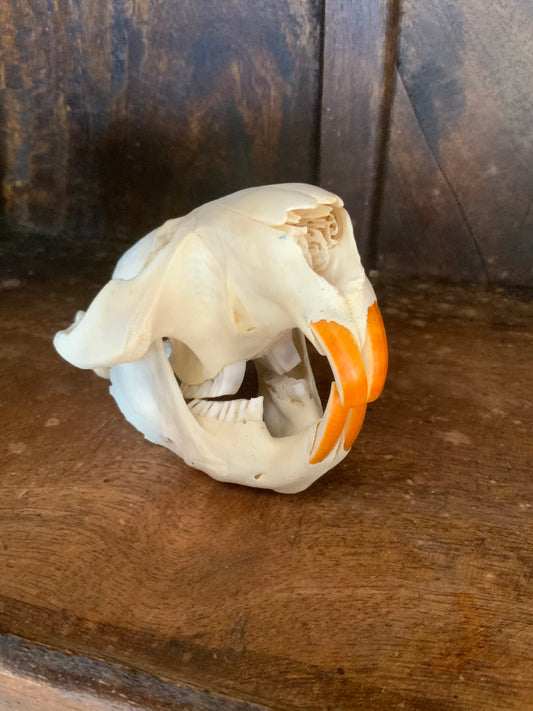 Beaver skull