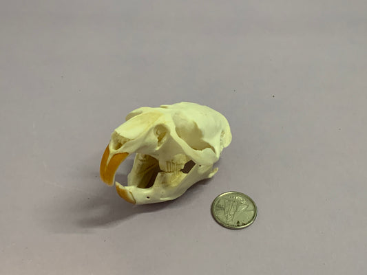 Muskrat skull