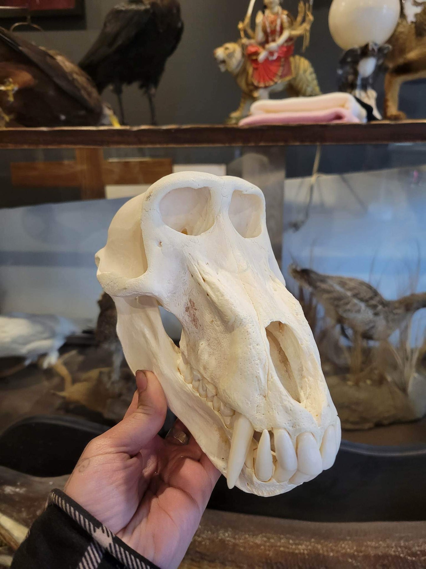 Large male baboon skull