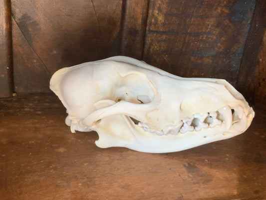 Coyote skull