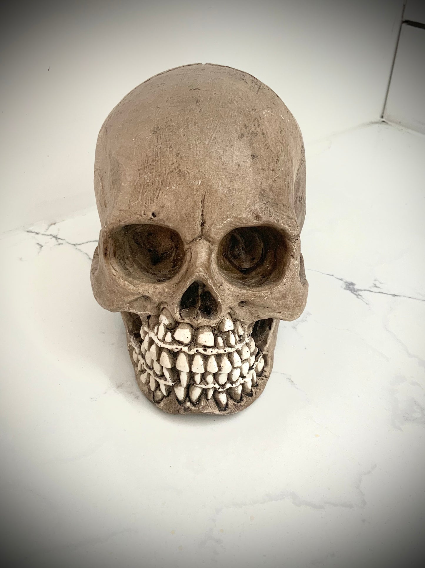 infant skull cast replica