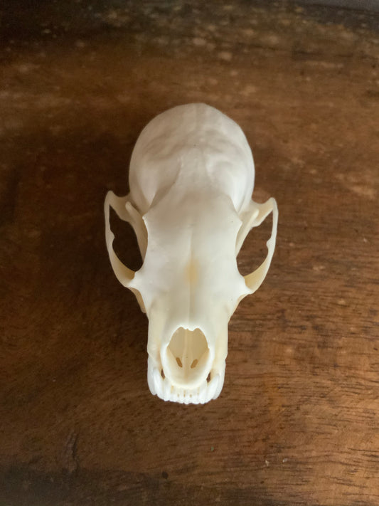 Marten skull