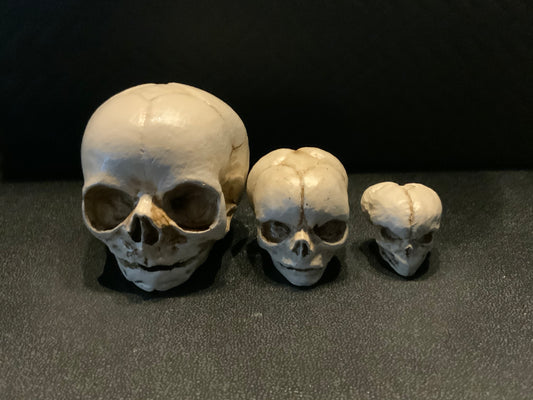 Set of fetal development resin skulls