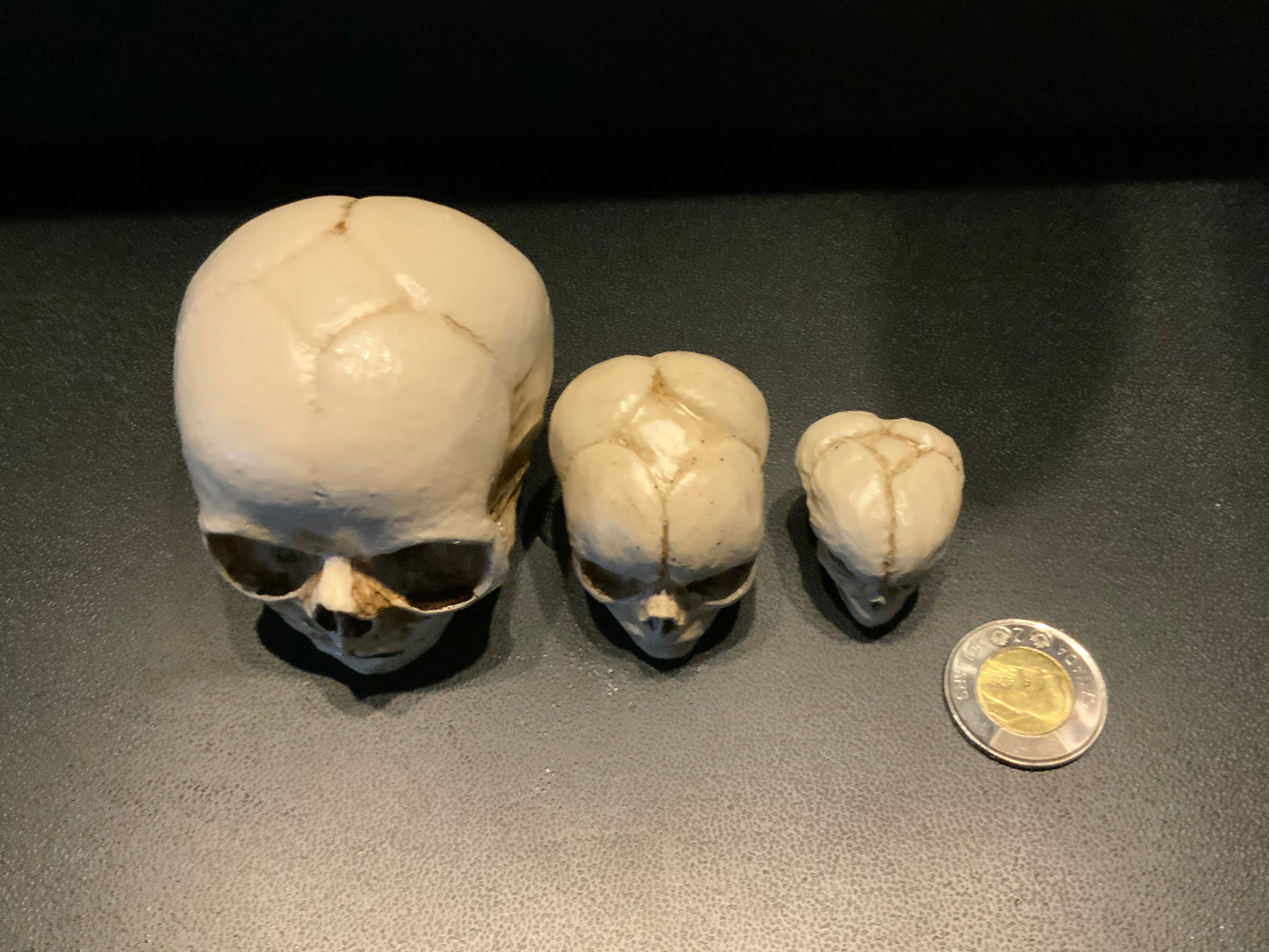Set of fetal development resin skulls