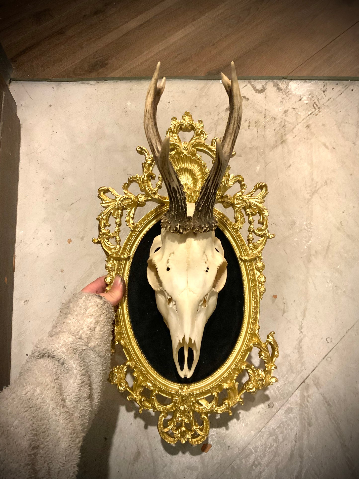 Framed roe deer skull