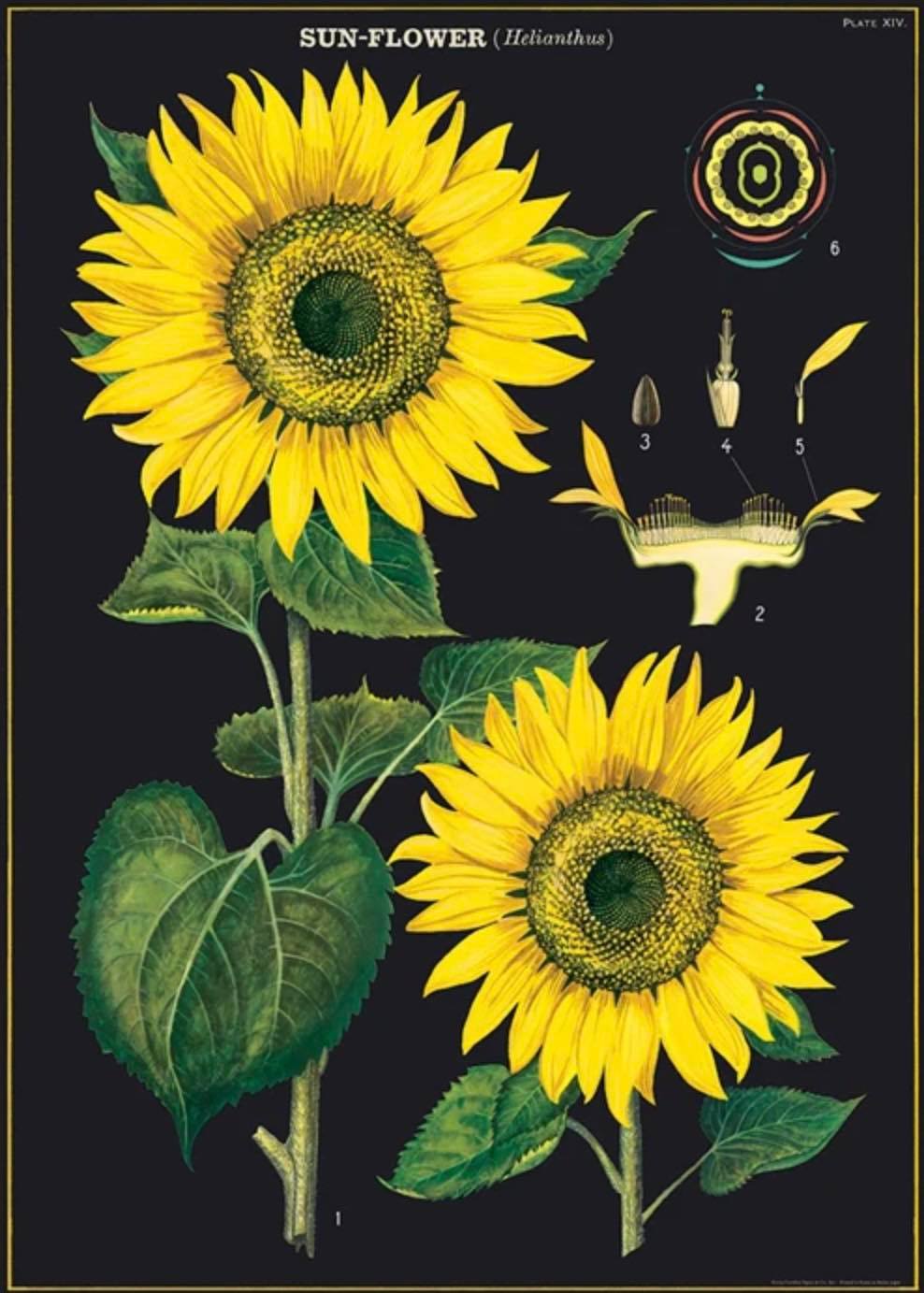 Sunflower print 19x27