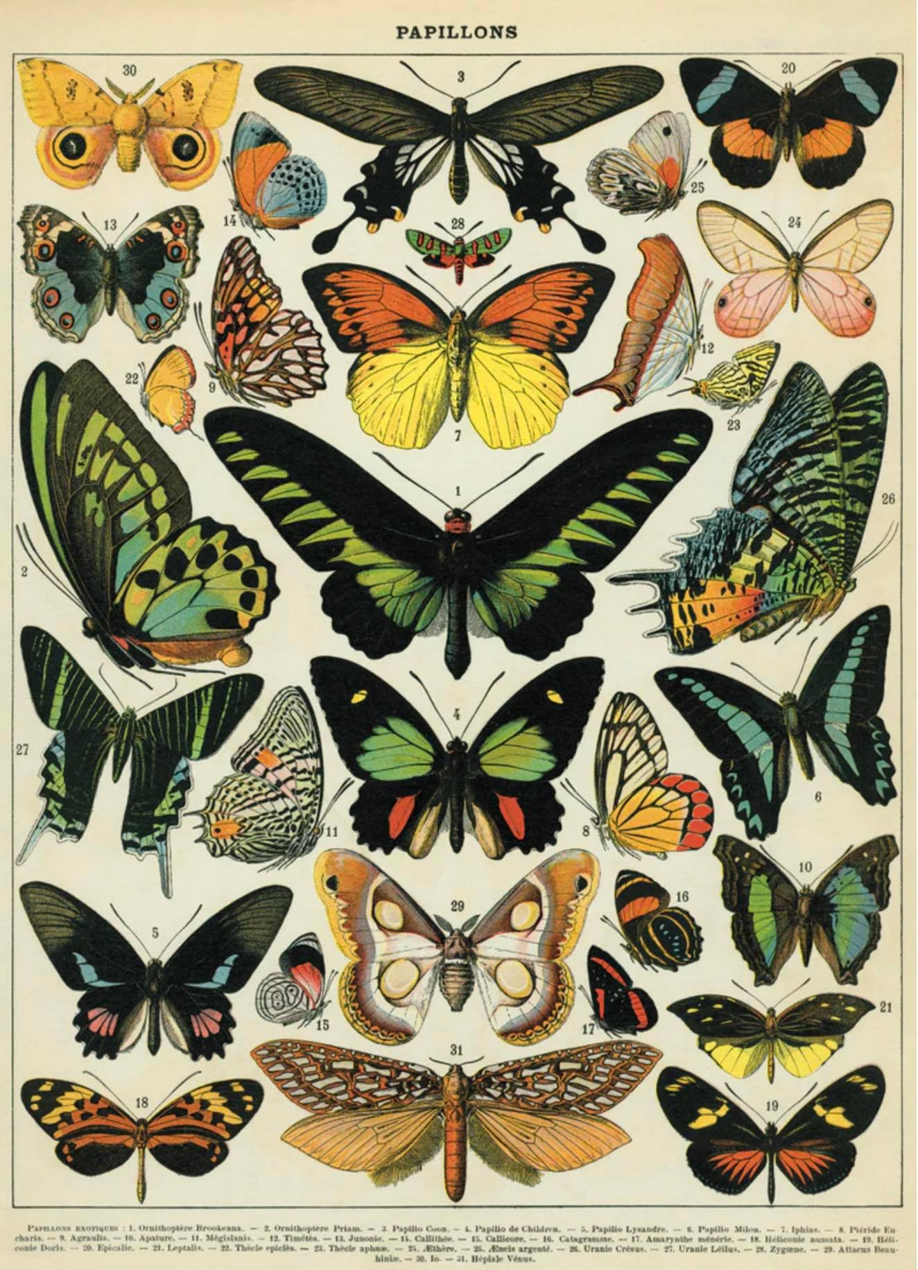 Butterfly print 19x27