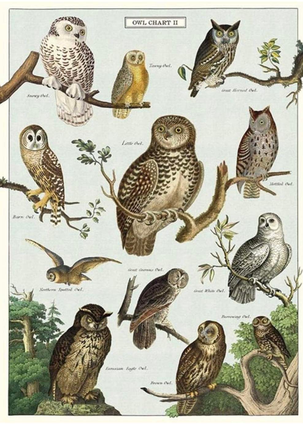 Owl chart print 19x27