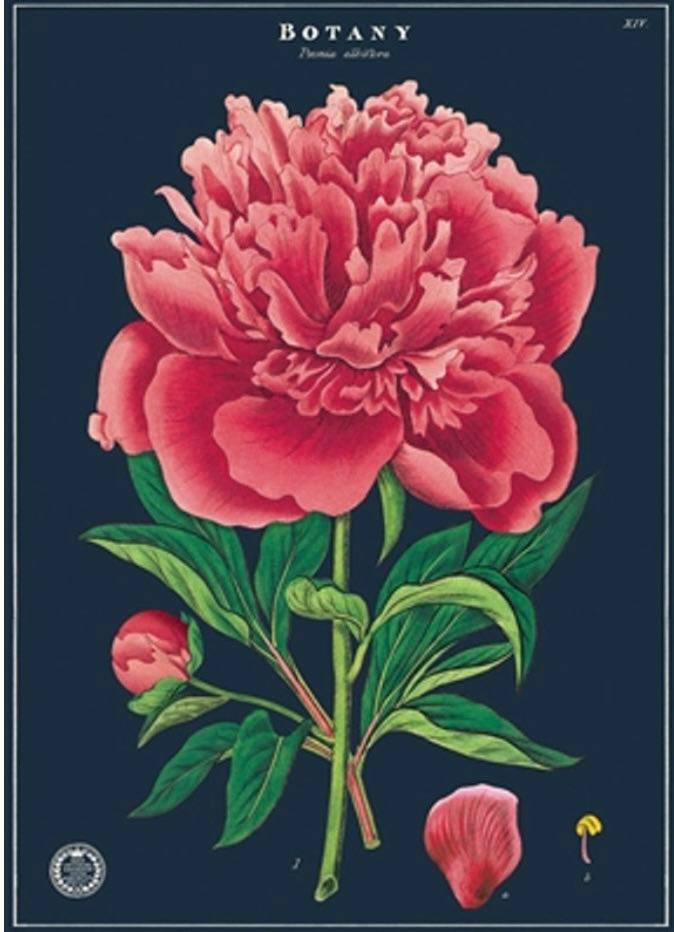Botany rose print 19x27