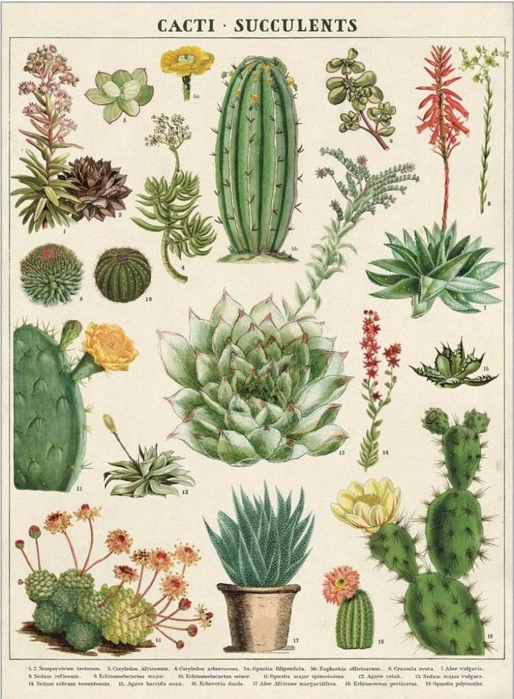 Cactus print