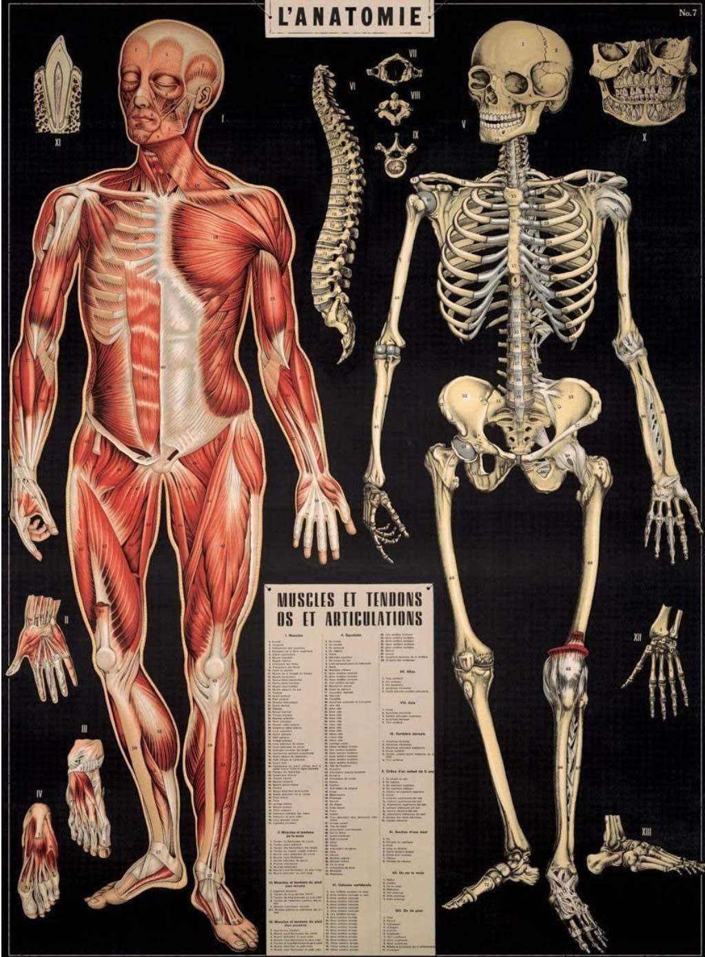 Anatomy chart print 19x27